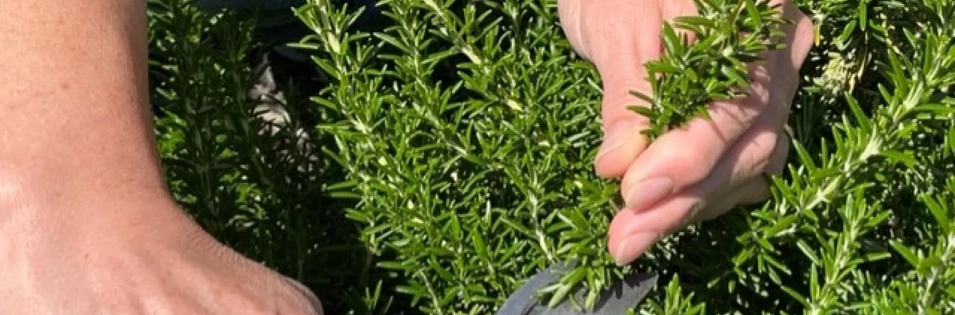 Hand holding pruners snips a stem from a bright green plant.