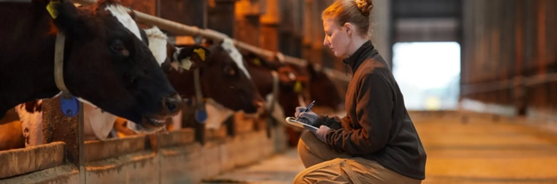 A blonde woman writes notes on a clipboard while squatting in front of a row of cows in a barn.