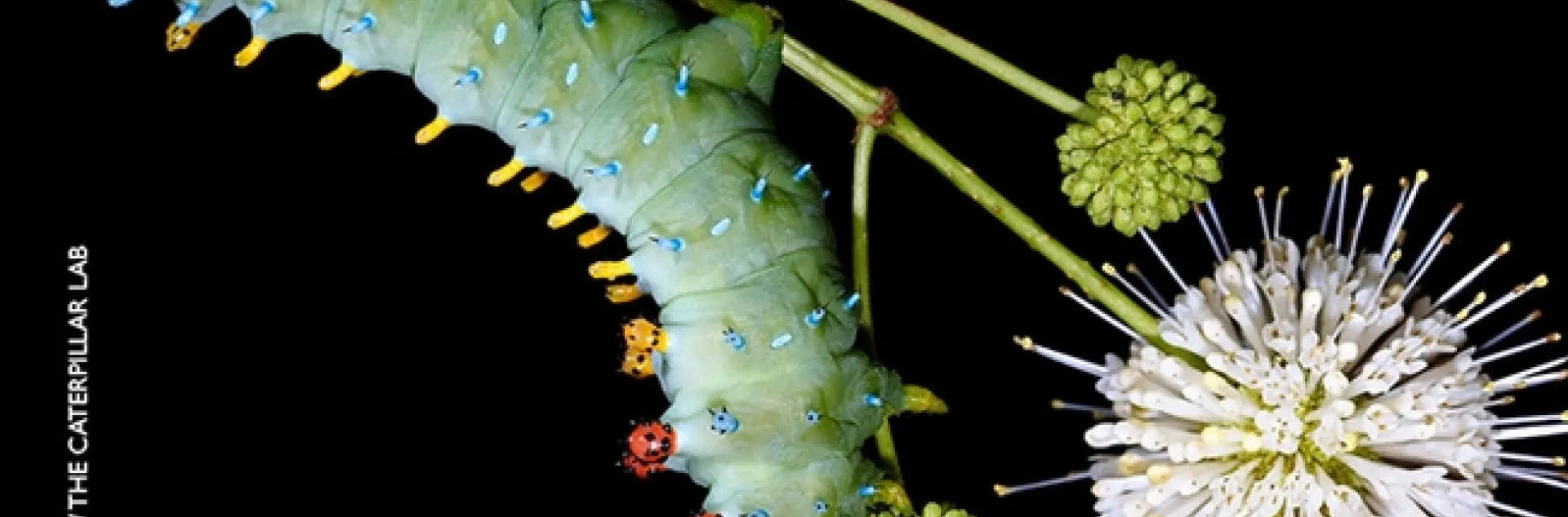 The caterpillar of a "Gravity" Cecropia giant silk moth. (Photo by Sam Jaffe, The Caterpillar Lab)