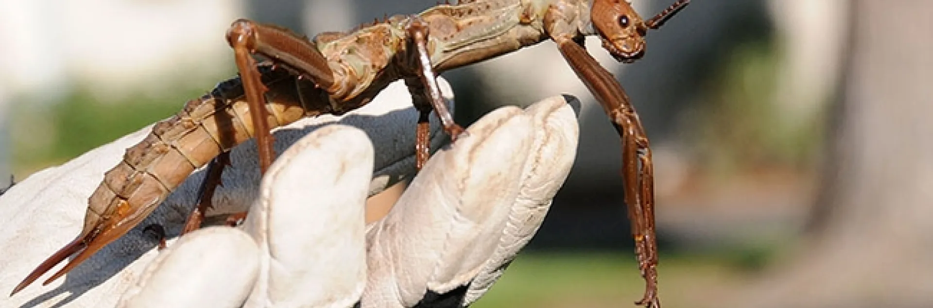 Former UC Davis doctoral student Matan Shelomi described a new bacteria species from the gut of a Giant New Guinea Stick Insect, Eurycantha calcarata. This is a E. calcarata from the Bohart Museum. Shelomi named the bacteria after UC Davis faculty members Lynn and Bob Kimsey. (Photo by Kathy Keatley Garvey)