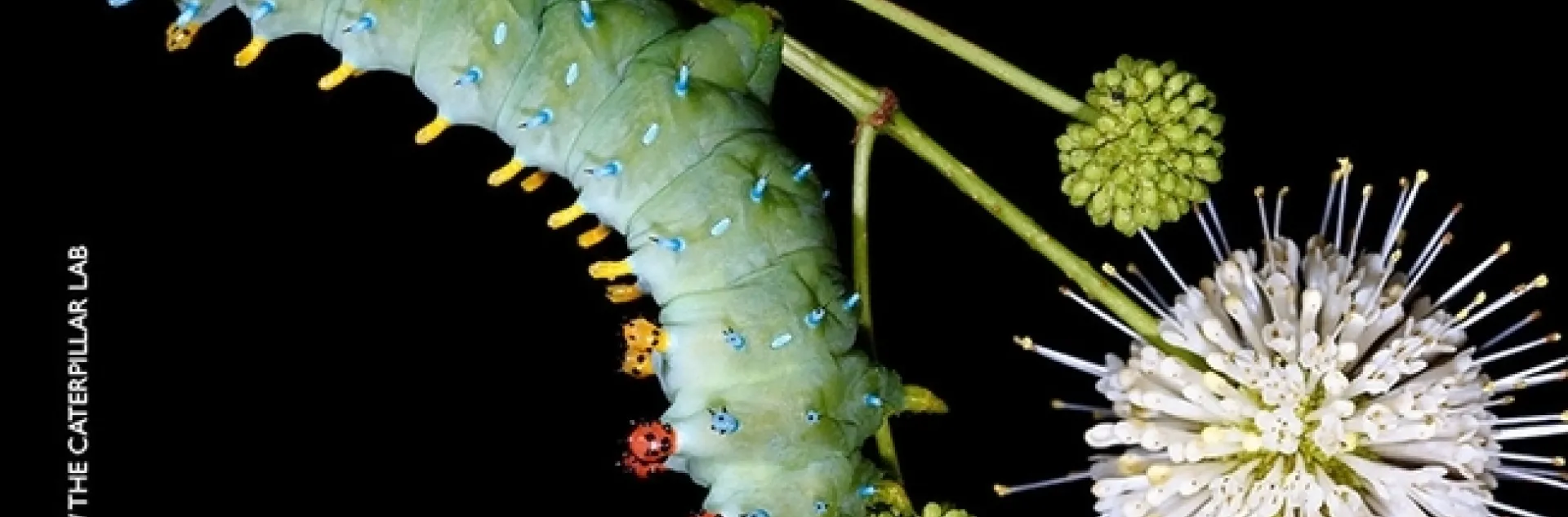 The caterpillar of a "Gravity" Cecropia giant moth. (Photo by Sam Jaffe, the Caterpillar Lab)