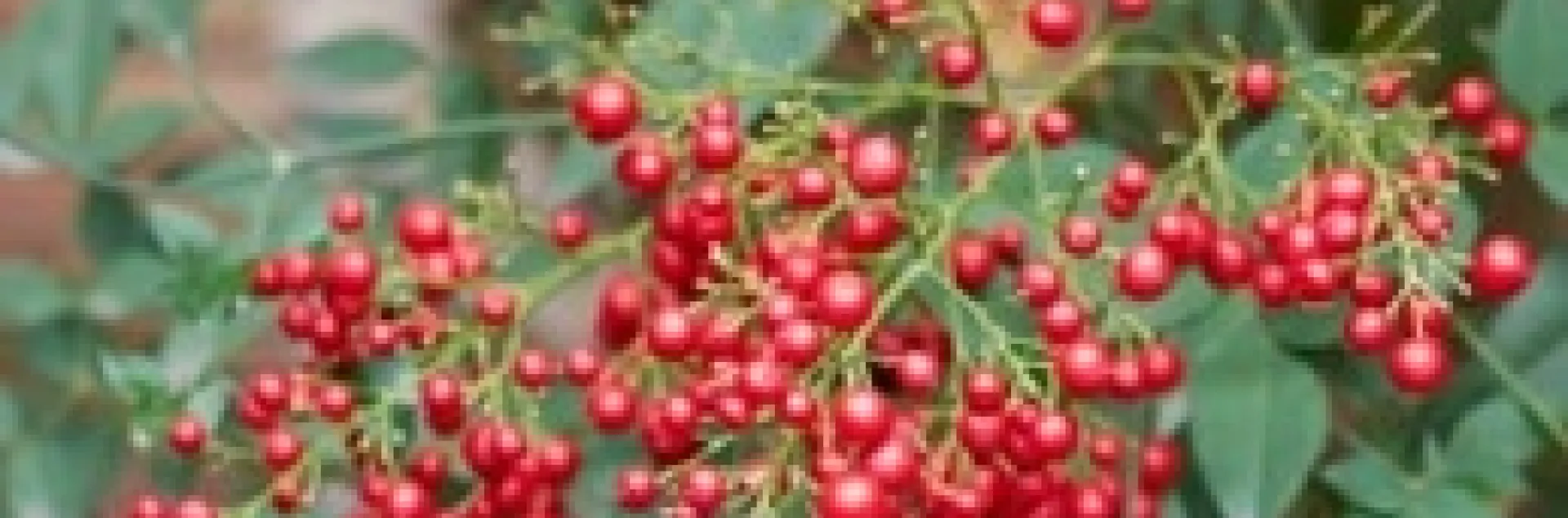 photos by Michelle Krespi