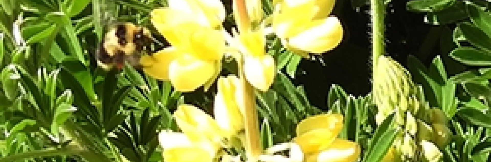 A black-tailed bumble bee, Bombus melanopygus, foraging on lupine at Bodega Bay on April 24. (Photo by Kathy Keatley Garvey)