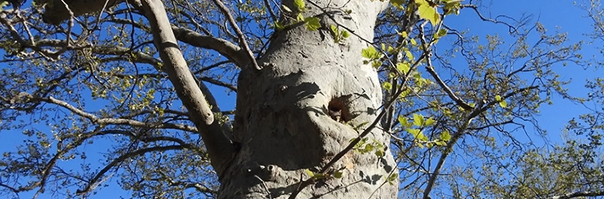 Look closely and you can see a squirrel occupying a small hollow or cavity in a sycamore tree. The cavity has been home to feral bees for at least two decades. (Image taken in Vacaville by Kathy Keatley Garvey)