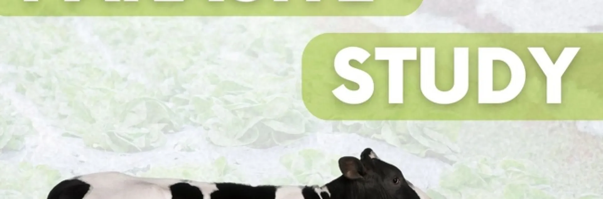 Organic Livestock Parasite Study. Images of a cow, sheep laying down and a white goat. A QR code for the survey is above the UC Davis logo.