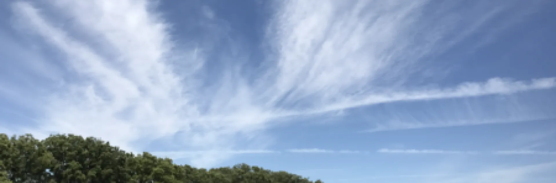 Orchard under a blue sky
