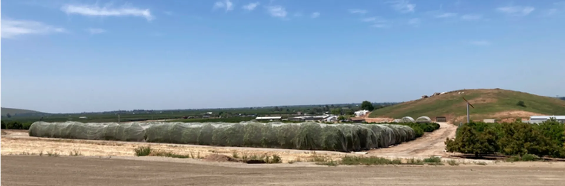 Citrus grove covered in screening material