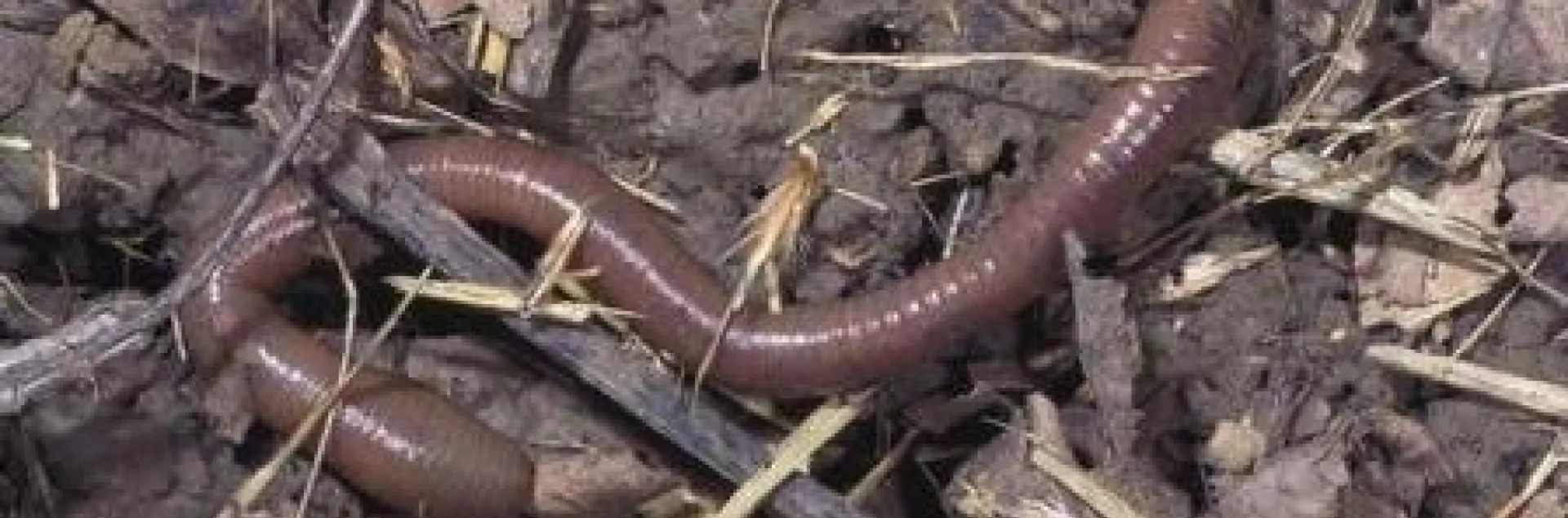 earthworm