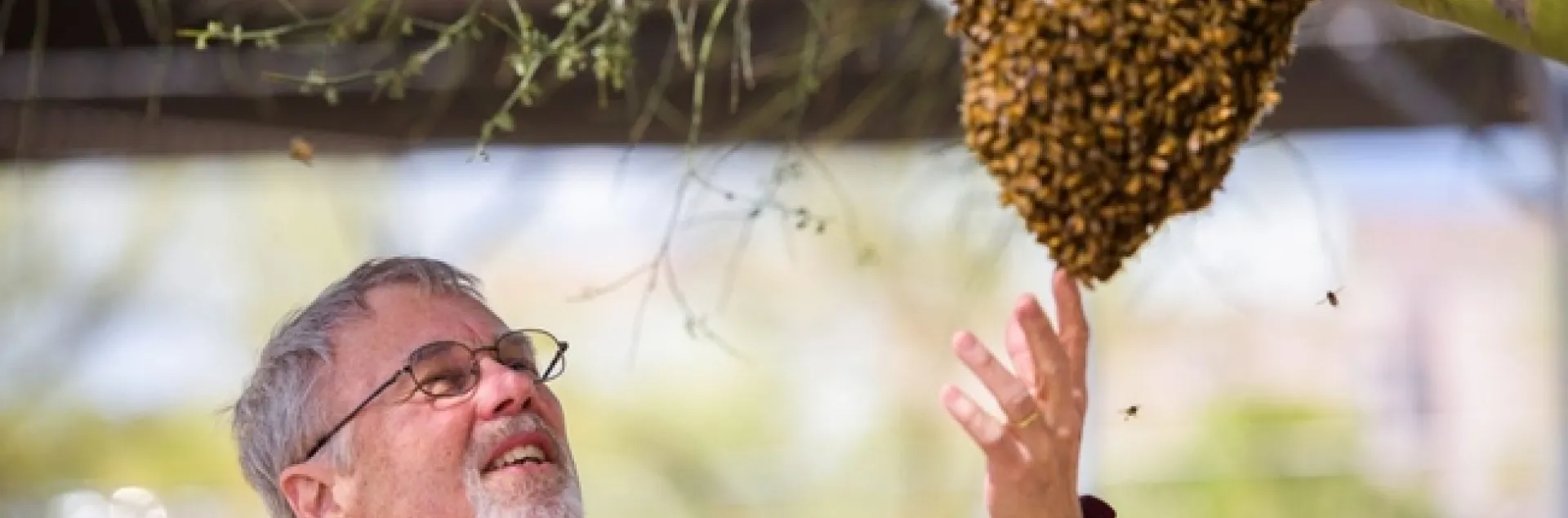 Honey bee geneticist Robert E. Page Jr. examining a swarm.