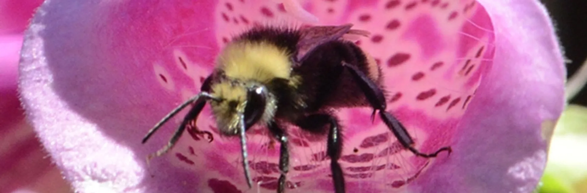 A yellow-faced bumble bee, Bombus vosnesenskii, leaves a foxglove. (Photo by Kathy Keatley Garvey)