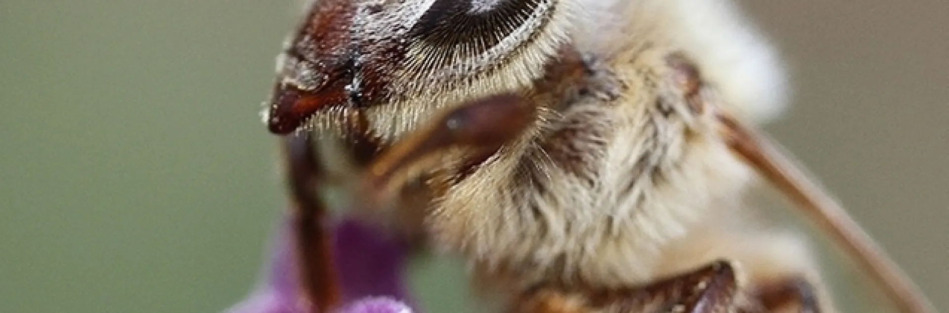 Professor Irene Garcia Newton of Indiana University, Bloomington, will present a UC Davis Department of Entomology and Nematology Seminar on "Friends with Benefits: Protective Microbial Symbiosis in the Honey Bee" at 4:10 p.m. Wednesday, May 10 in 122 Briggs Hall. (Photo by Kathy Keatley Garvey)