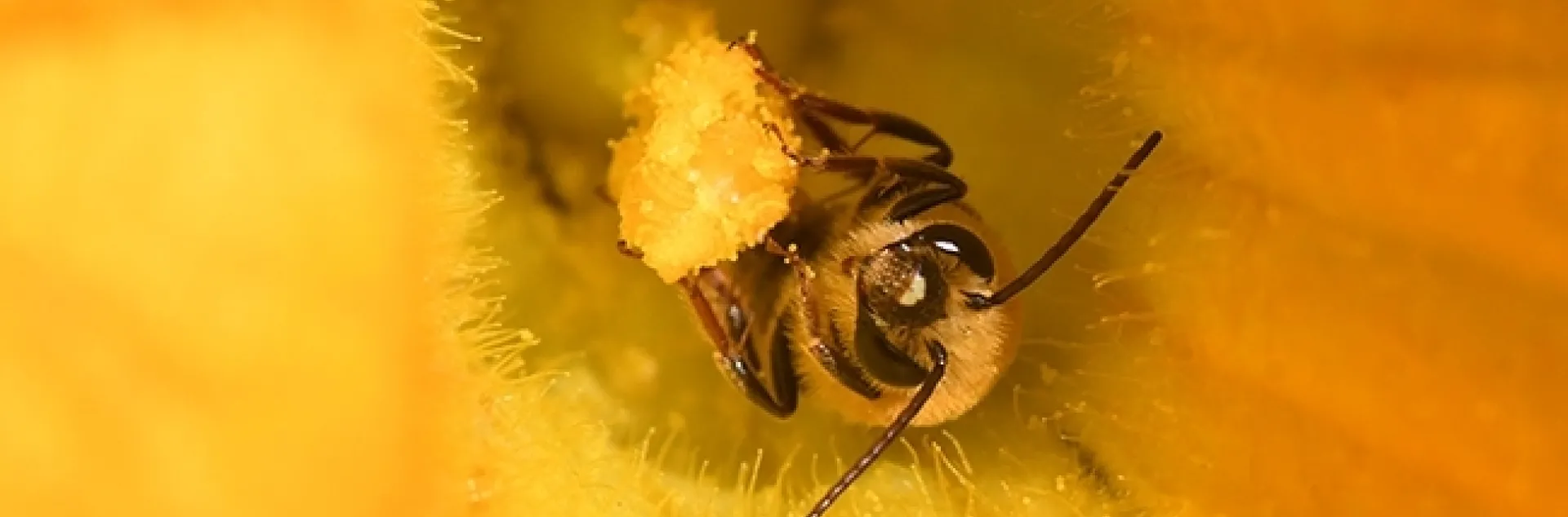 A squash bee, Peponapis pruinosa, pollinating a squash. (Photo by Kathy Keatley Garvey)