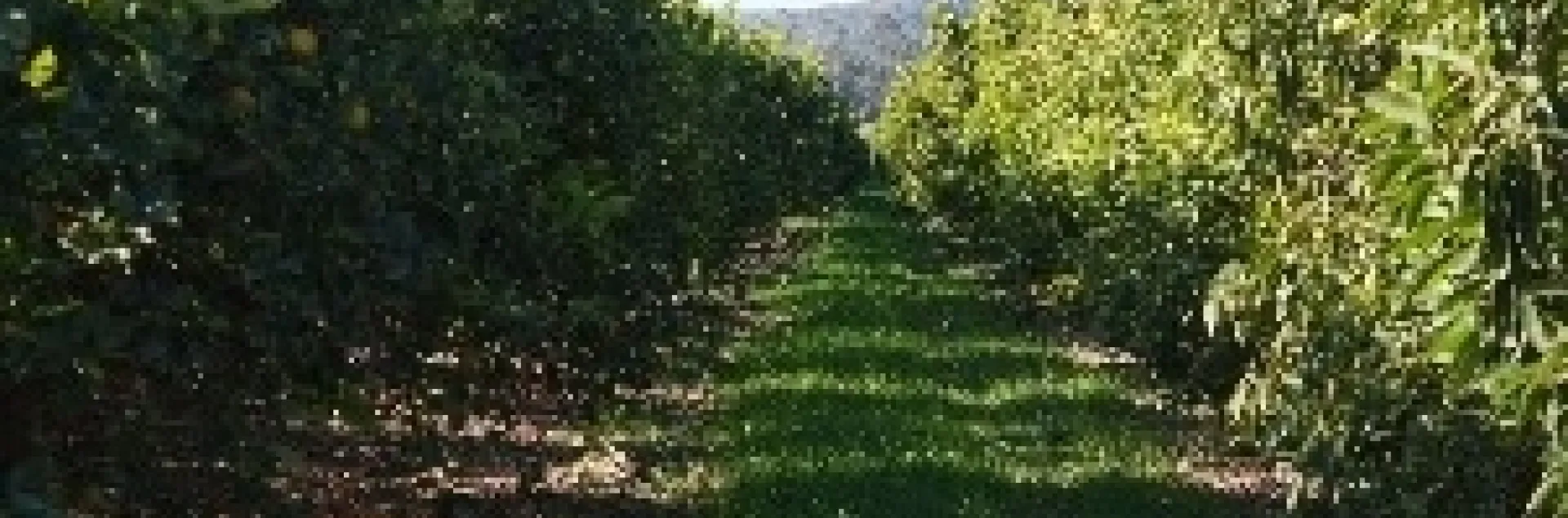 citrus cover crop