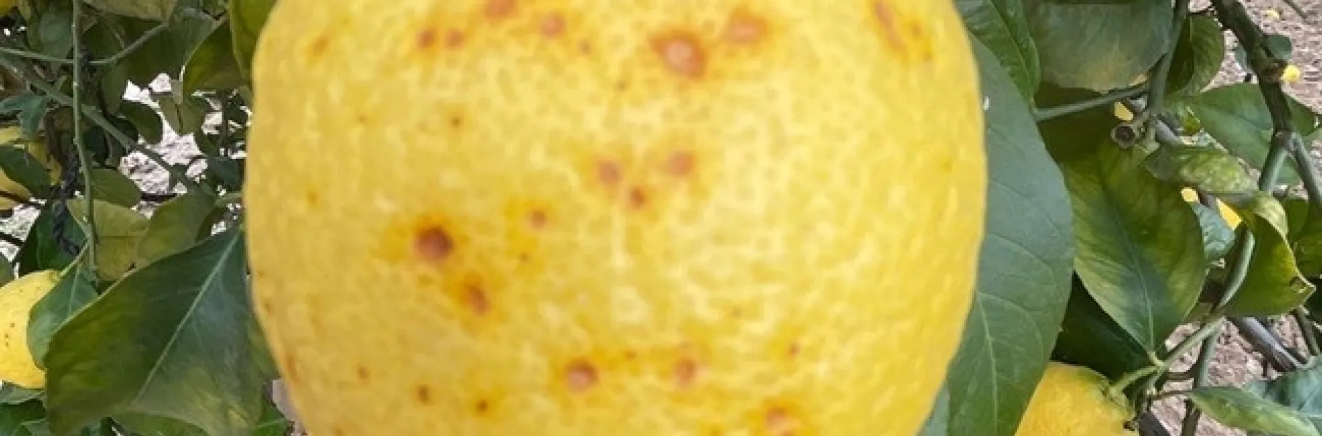 lemon cold wet exposure