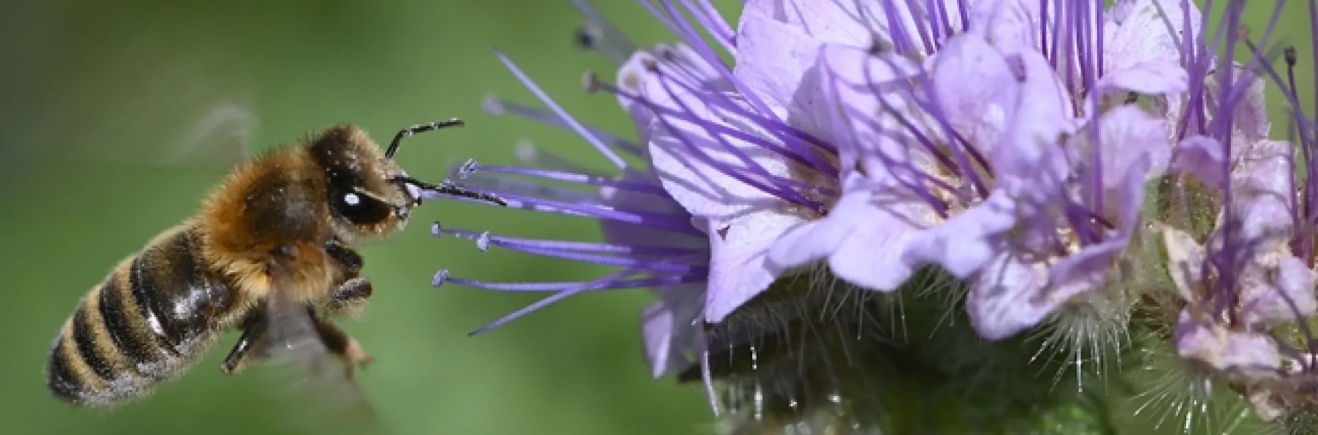A honey bee in flight, heading for a Phacelia. (Photo by Kathy Keatley Garvey)