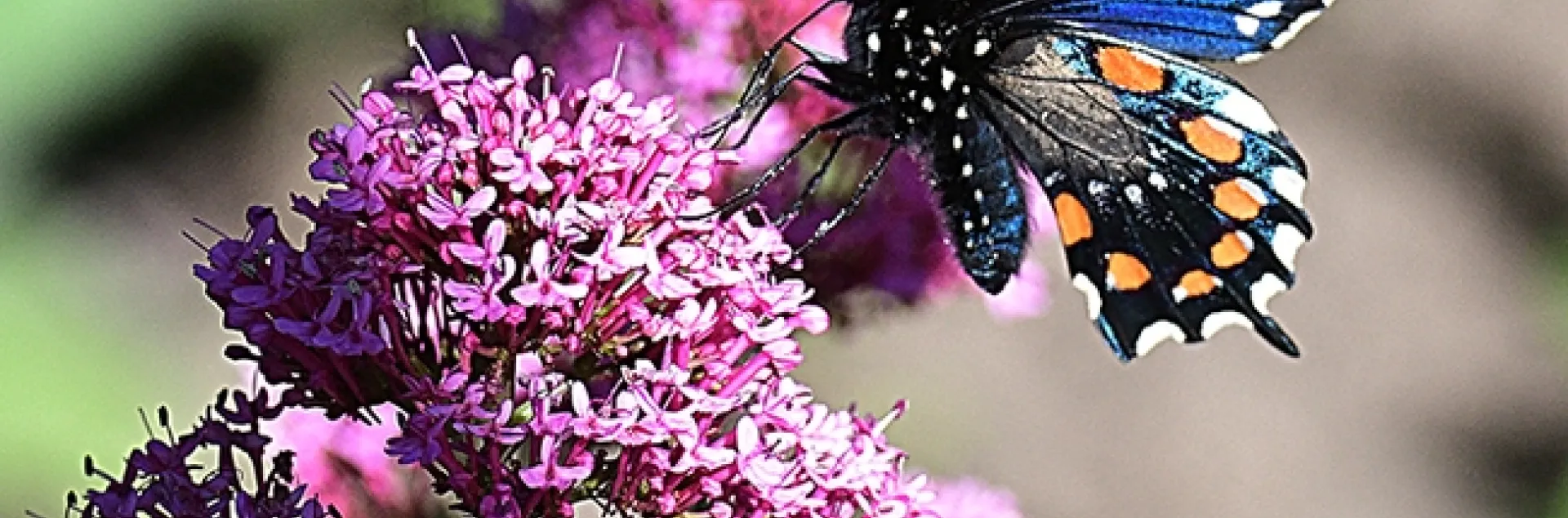 A pipevine swallowtail, Battus philenor, foraging April 30 on Jupiter's Beard in the UC Davis Student Farm's Ecological Garden. (Photo by Kathy Keatley Garvey)