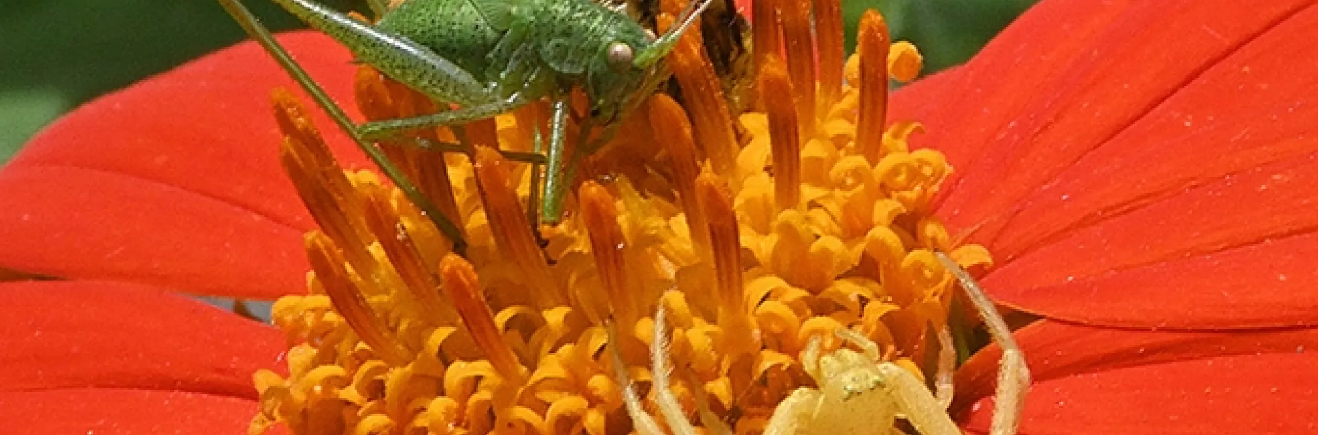 A crab spider is about to nail a katydid nymph when a longhorned bee, Melissodes agilis, appears on the Mexican sunflower. (Photo by Kathy Keatley Garvey)
