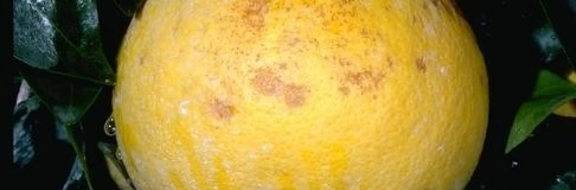 grapefruit frost damage