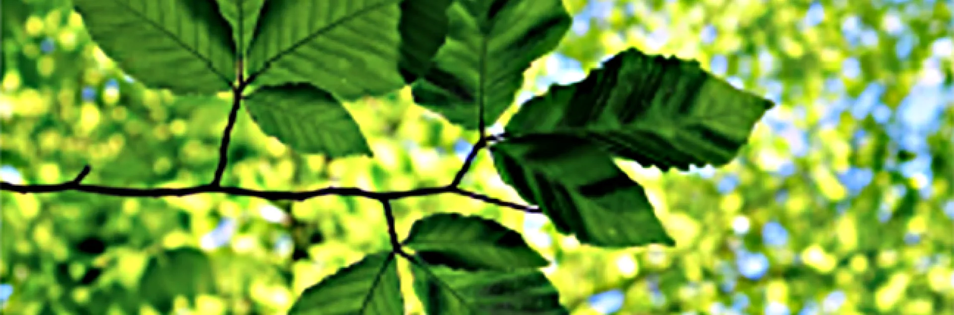 Symptoms of beech leaf disease include swelling and darkening of interveinal tissues as well as chlorosis. (Photo courtesy of Paulo Vieira of USDA-ARS, Beltsville, MD.)