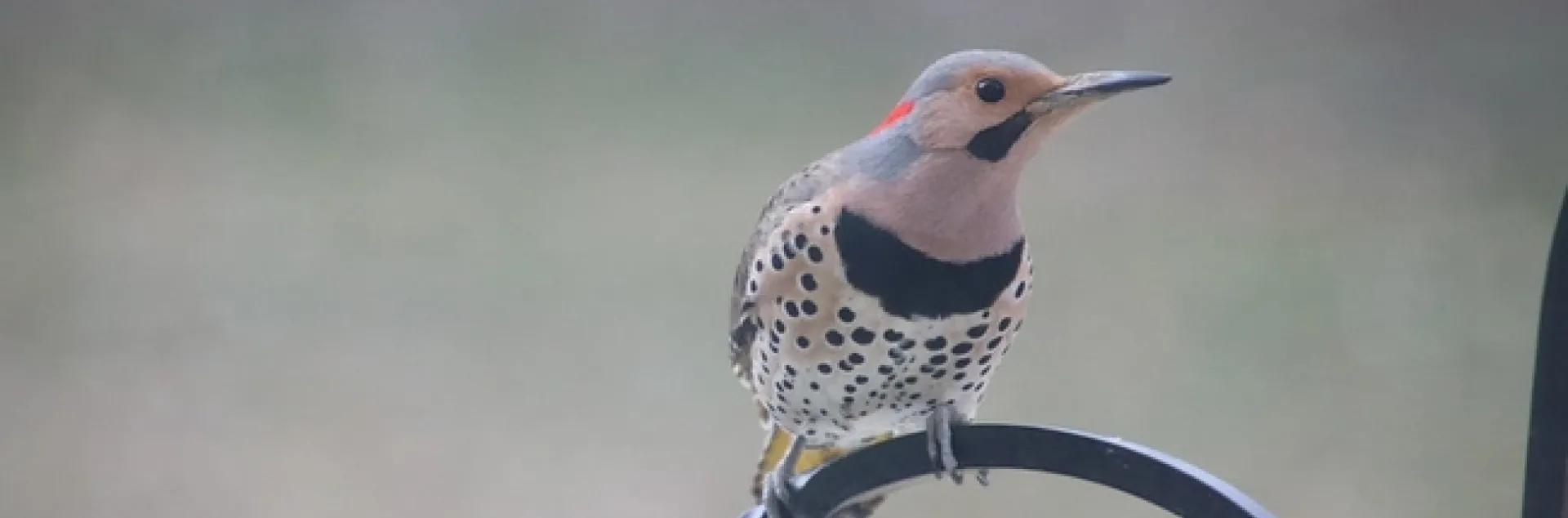 293/365/3945 (March 31, 2019) - Common Flicker at my Bird Feeders (Saline, Michigan) - March 31st, 2019 by cseeman is licensed under CC BY-NC-SA 2.0.