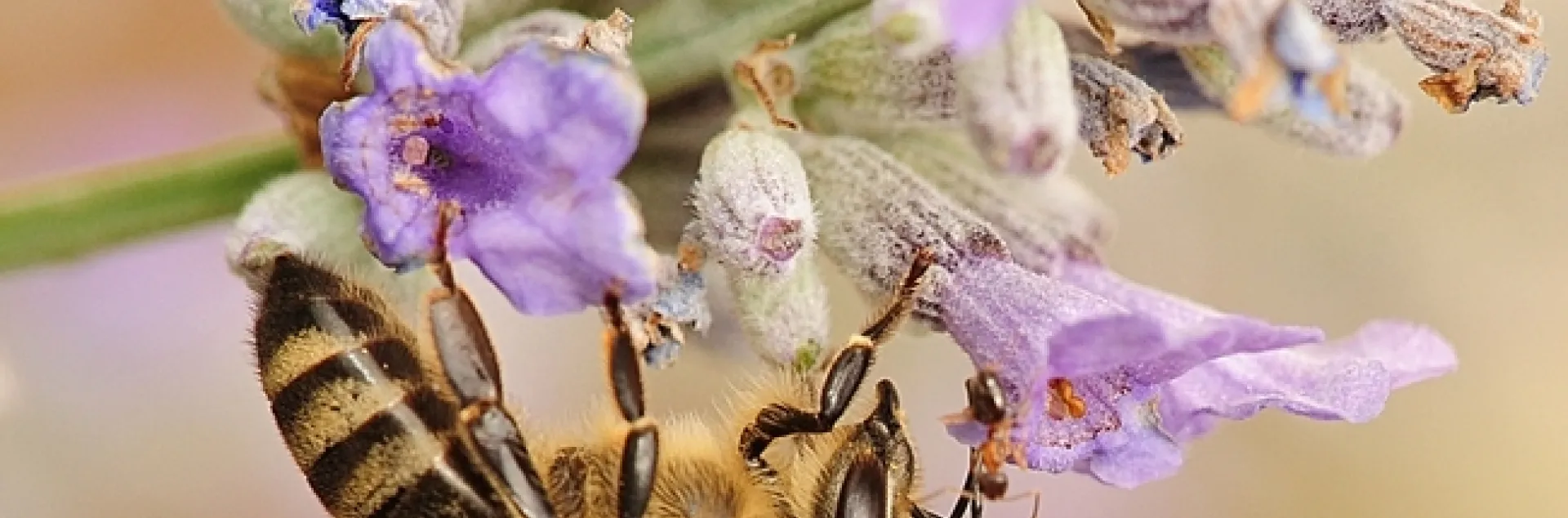 A velvety tree ant encounters a honey bee. (Photo by Kathy Keatley Garvey)