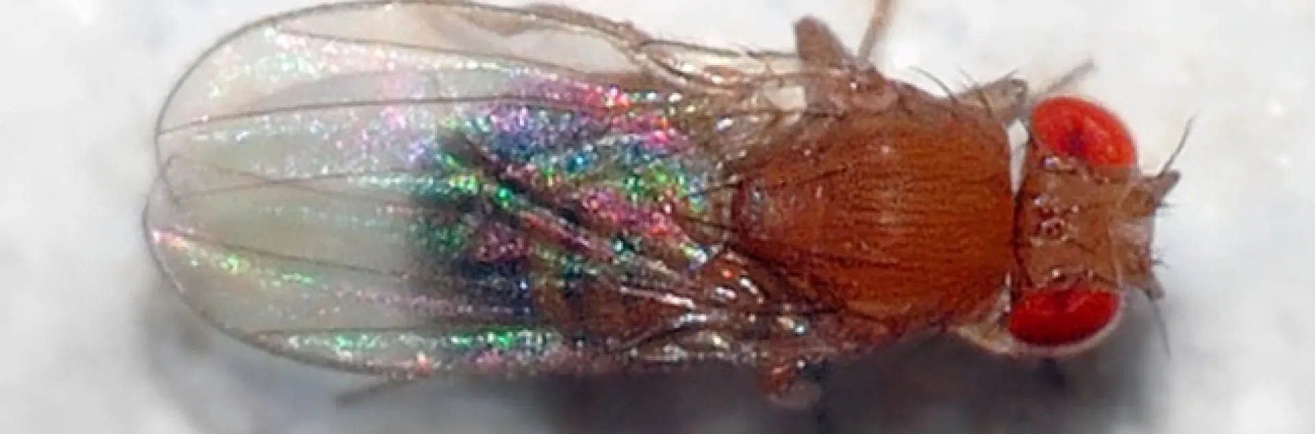 This is the fruit fly, Drosophila melanogaster, that Katie Thompson-Peer uses in her biological research. (Photo by André Karwath, Wikipedia)