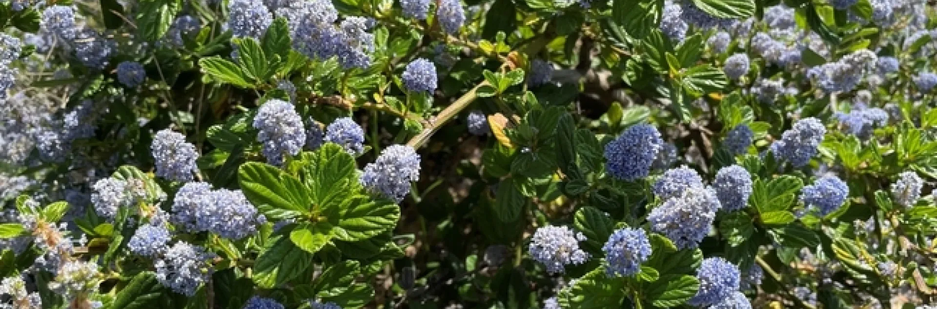 Ceanothus Cafe. photos by Brenda Altman