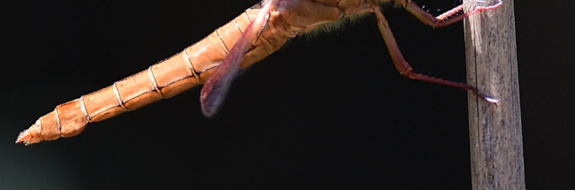 A flameskimmer, Libellula saturata, perches on a bamboo stick in Vacaville, Calif. (Photo by Kathy Keatley Garvey)