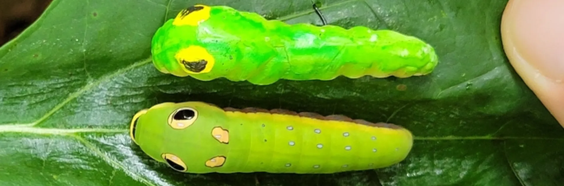 Doctoral candidate Elizabeth Postema of the Louie Yang lab studies antipredator color and behavior in swallowtail caterpillars.