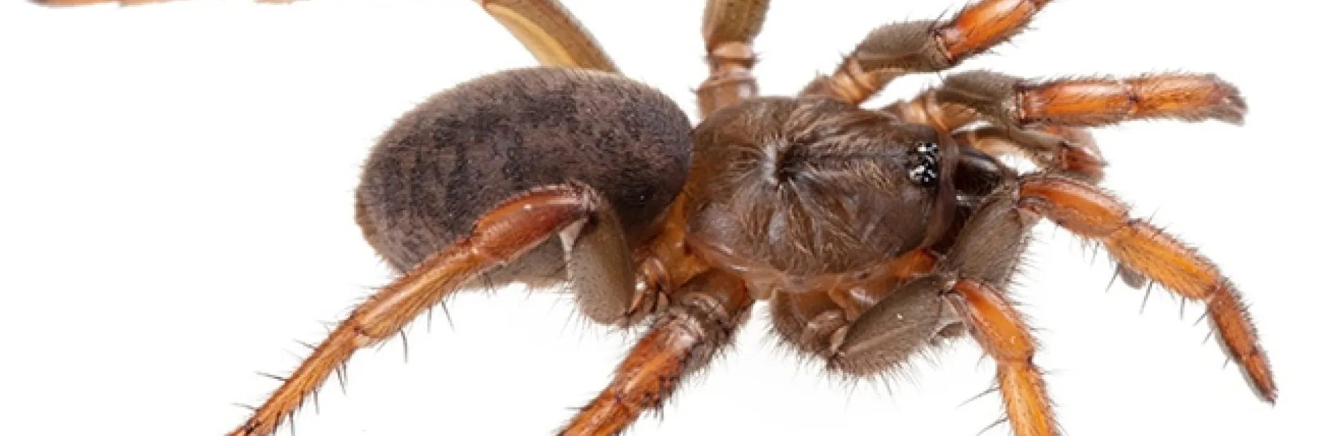 This is the Barack Obama Trapdoor Spider, Aptostichus barackobamai, that Professor Jason Bond named and which Bond, Lacie Newton an other arachnologists study. This is a spider from Sonoma County. (Photo courtesy of Jason Bond)