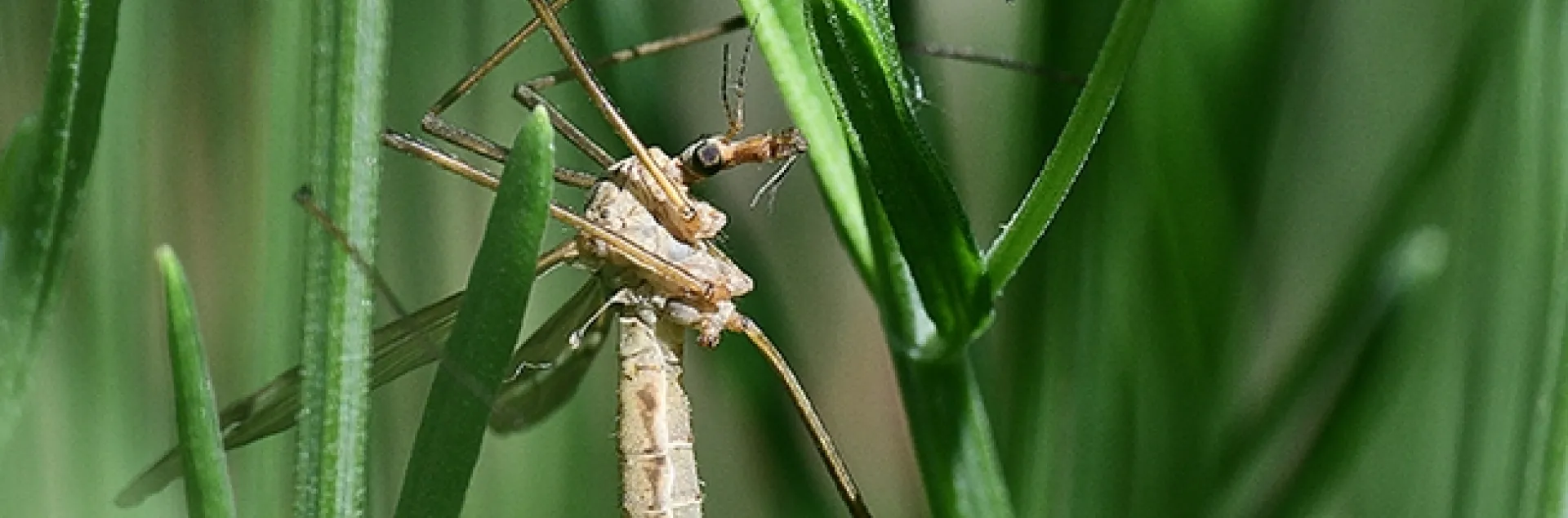 A crane fly resting in a Spanish lavender bed in Vacaville, Calif. Crane flies are sometimes called "mosquito eaters," but they do not eat mosquitoes. (Photo by Kathy Keatley Garvey)