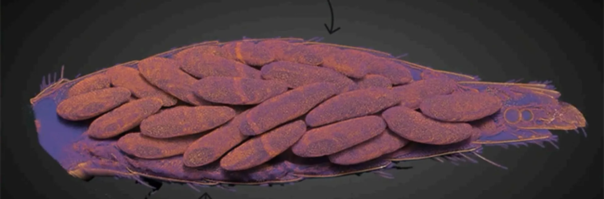 This is one of the illustrations from Lindsey Mack's exit seminar on "Genetic and Molecular Factors Influencing Pyrethroid
Response in Aedes aegypti from California."