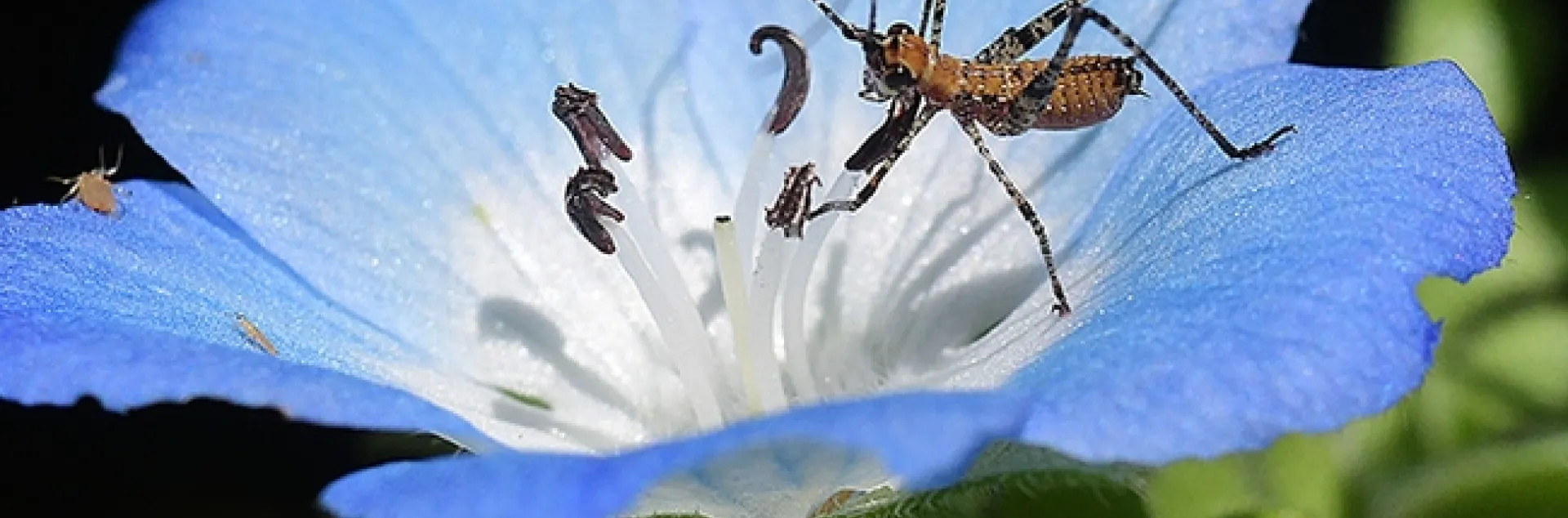 A katydid nymph nestled in a baby blue eyes blossom, Nemophila menziesii, in Vacaville, Calif. (Photo by Kathy Keatley Garvey)