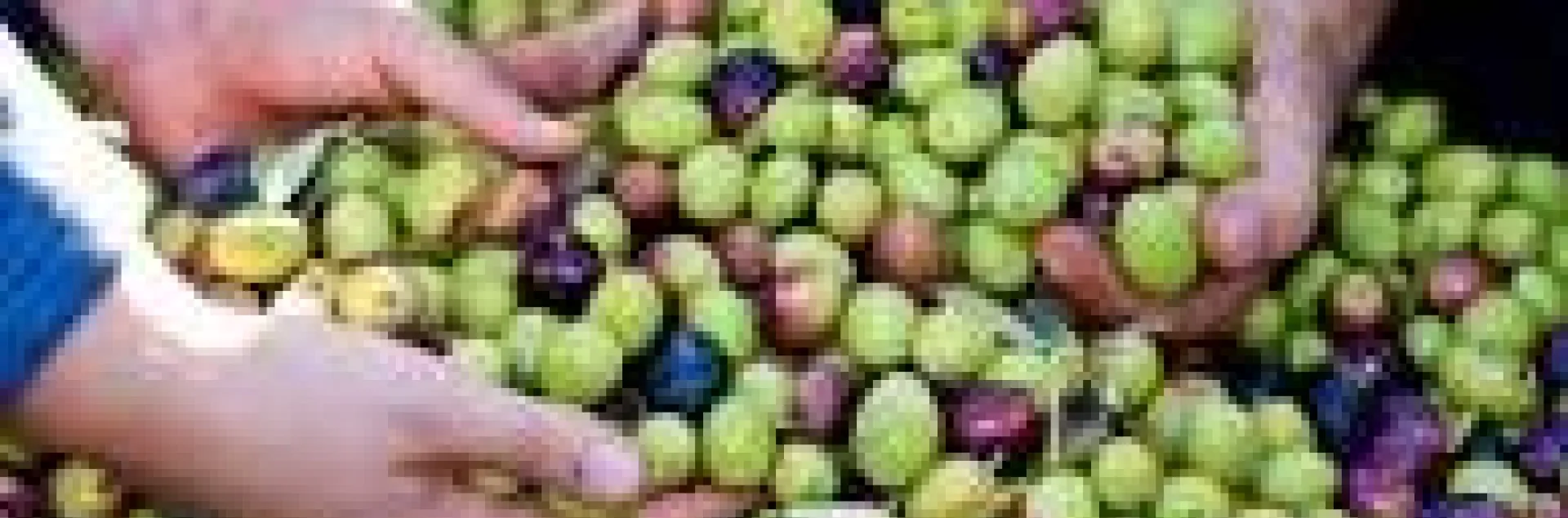 Greek Art of Curing Olives
