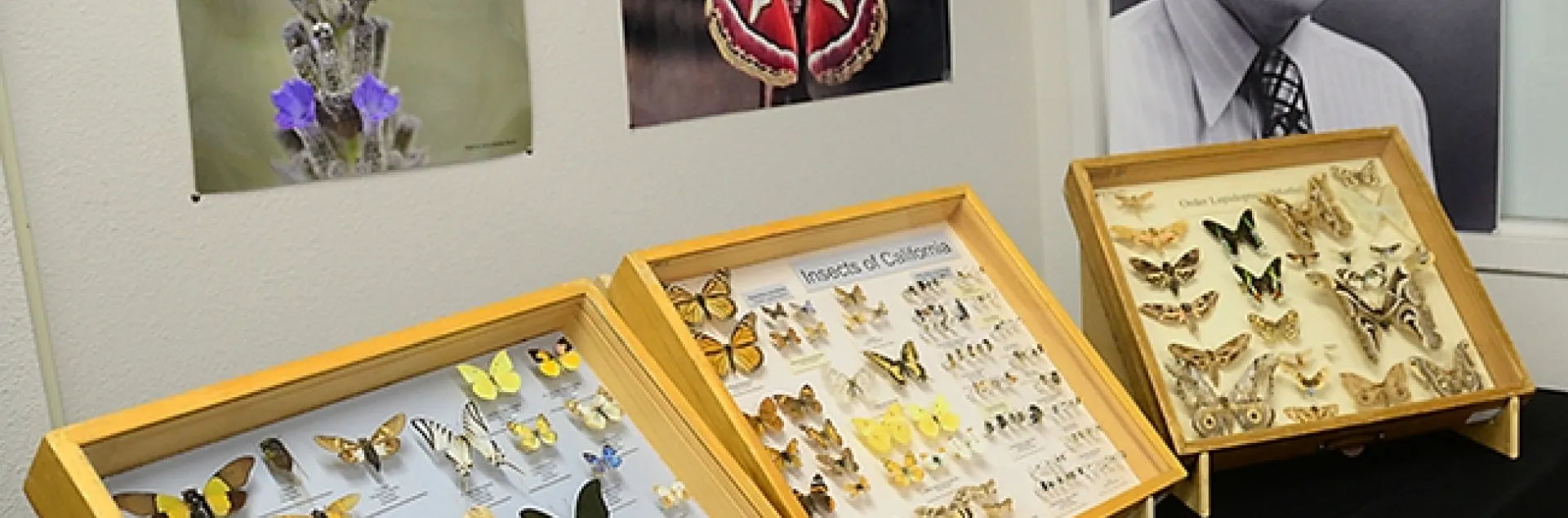 Scene from a recent Bohart Museum of Entomology Moth Night. The portrait is of UC Davis entomologist Richard Bohart, for whom the Bohart Museum is named. (Photo by Kathy Keatley Garvey)