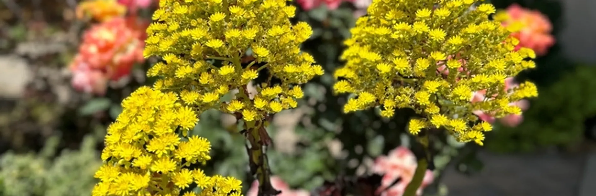 Aeonium 1 (photos by Jeanine McAnaney)