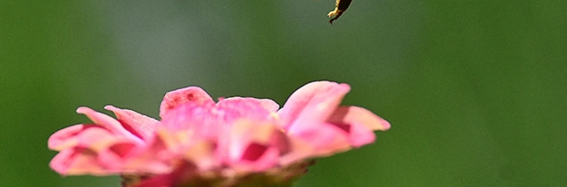 A honey bee, Apis mellifera, leaving a zinnia. (Photo by Kathy Keatley Garvey)