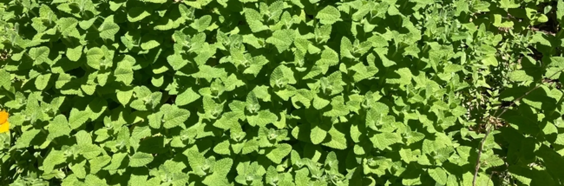 photos by Michelle Davis