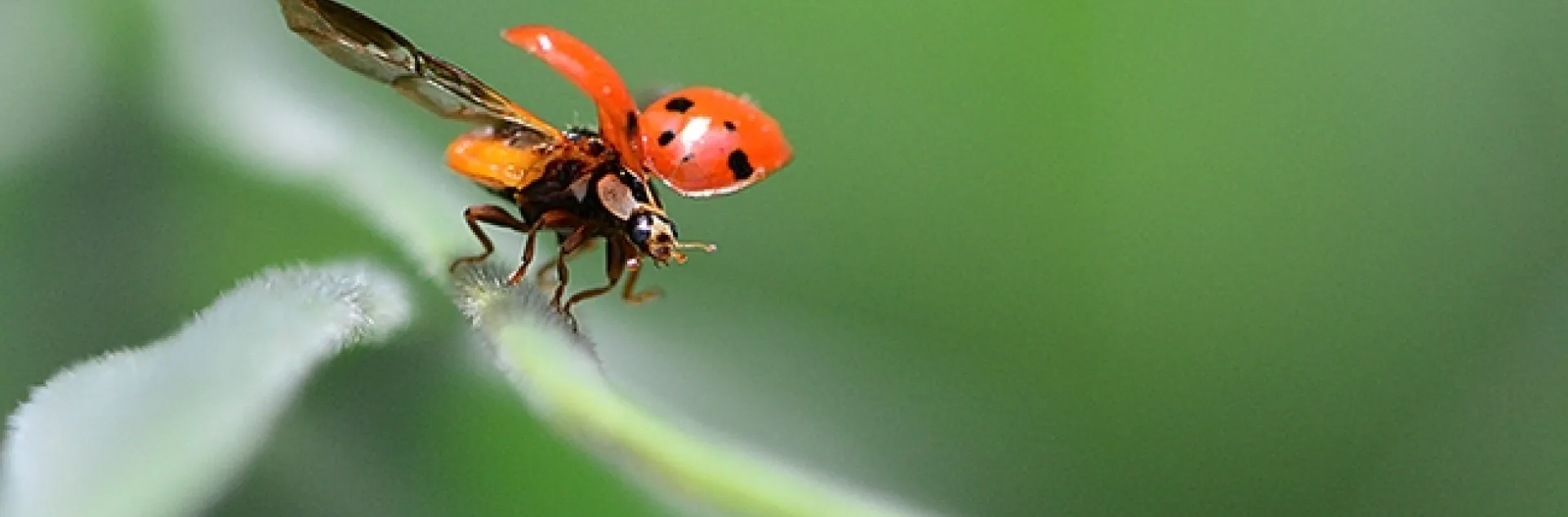 Lady beetles, aka ladybugs, are among the most recognizable of insects, but most people never see them take flight. (Photo by Kathy Keatley Garvey)