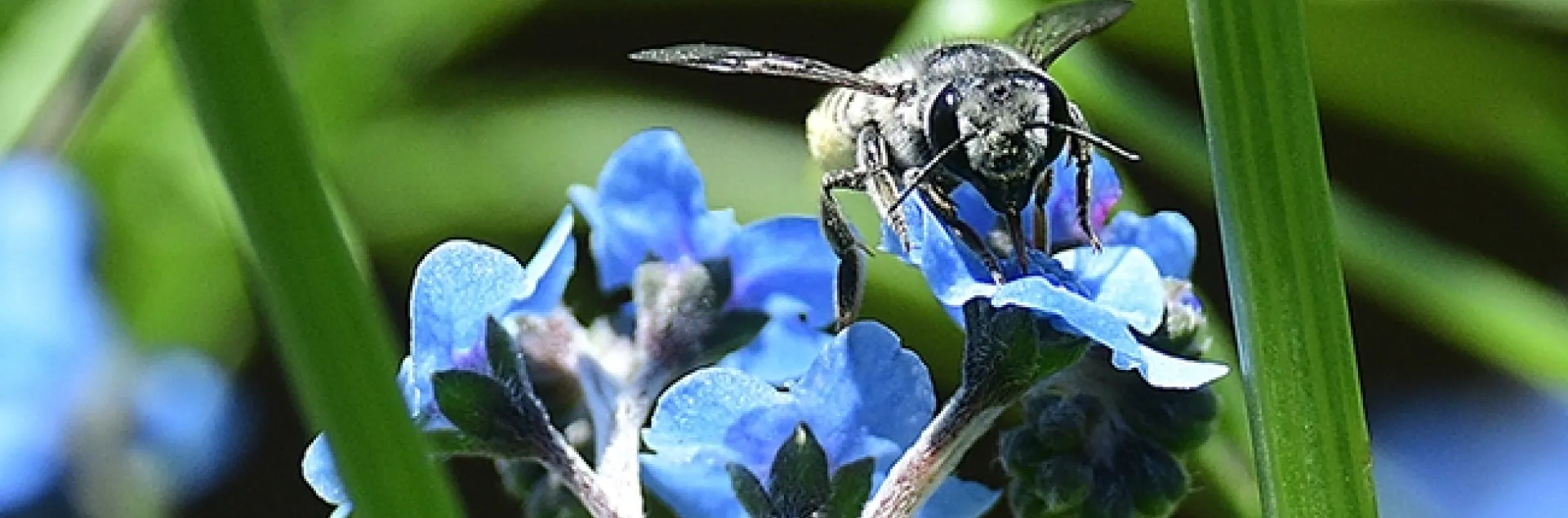 A leafcutter bee, family Megachilidae, peers at the photographer. "Here I am! It's National Pollinator Week." (Photo by Kathy Keatley Garvey)