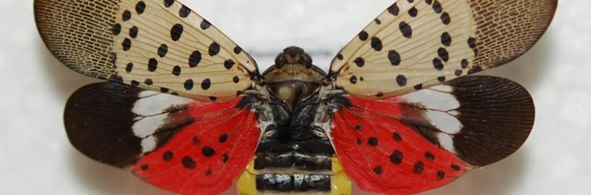 Spotted lanternfly adult. Photo by Pennsylvania Department of Agriculture, Bugwood.org