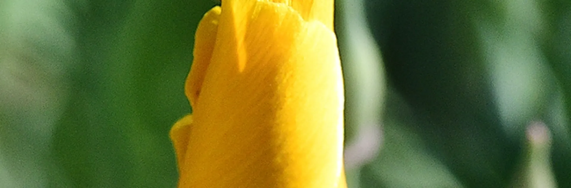 "Open up!" A honey bee attempts to enter a California golden poppy. (Photo by Kathy Keatley Garvey)