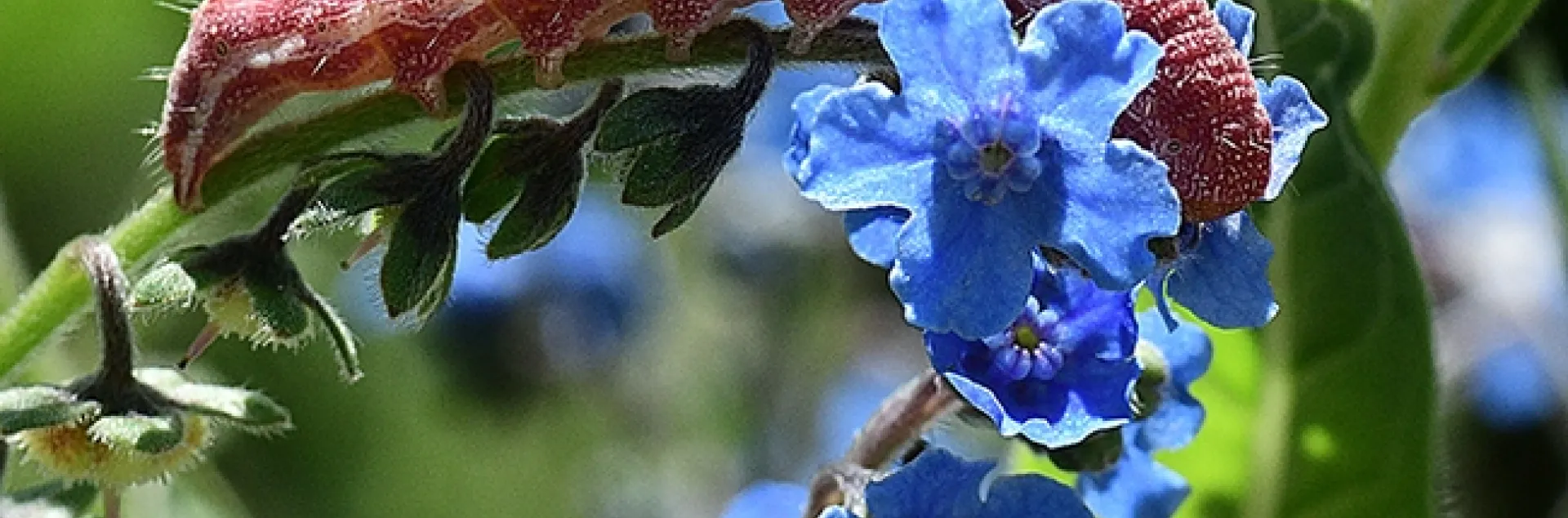 A tobacco budworm, Heliothis virescens,, munching on Chinese forget-me-nots in a Vacaville garden. (Photo by Kathy Keatley Garvey)
