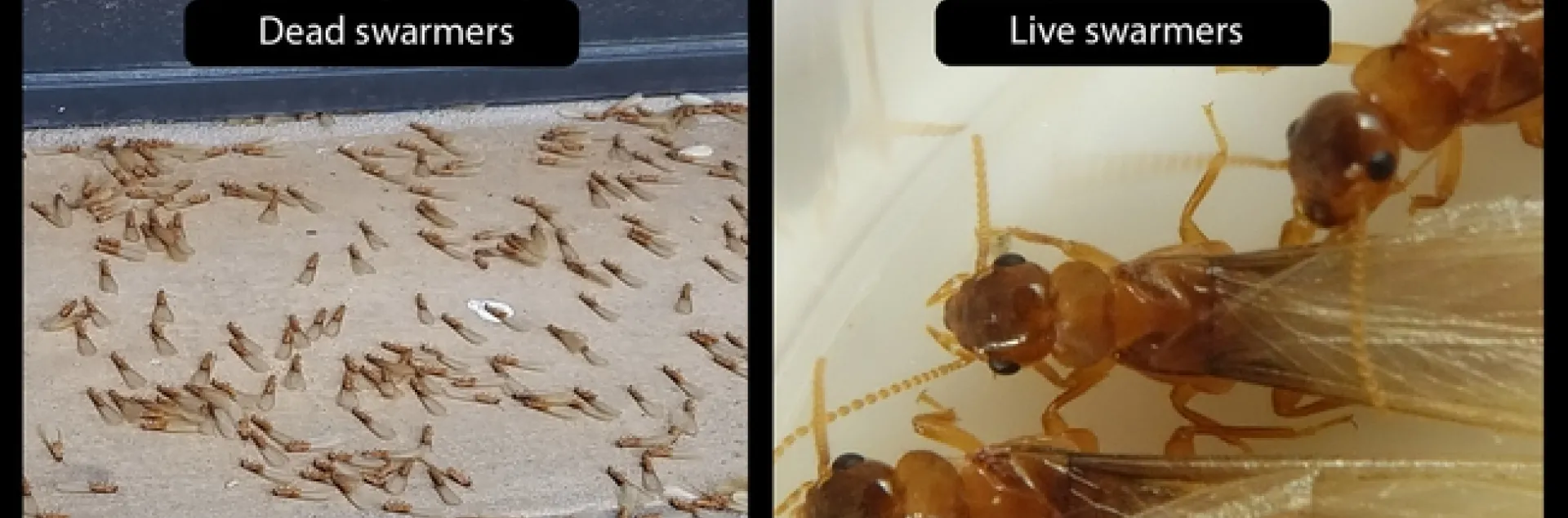 A poster showing Formosan termite swarmers, soldiers, and workers.