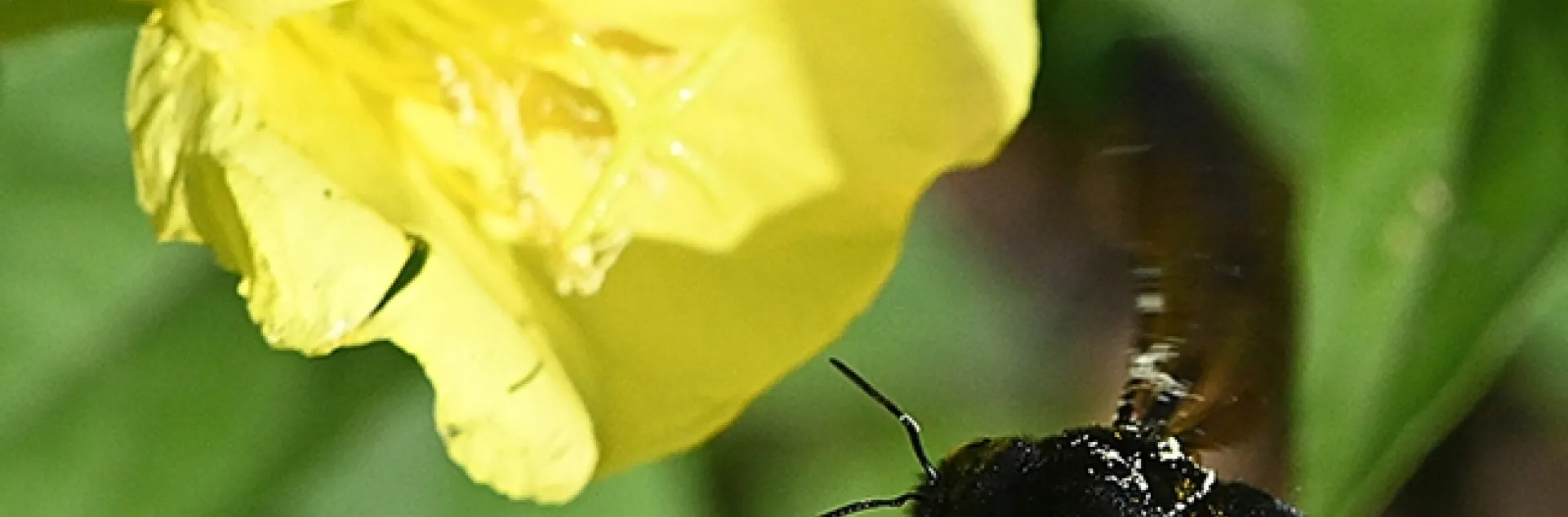 A female Valley carpenter bee, Xylocopa sonorina, heads for evening primrose in a Vacaville pollinator garden. (Photo by Kathy Keatley Garvey)