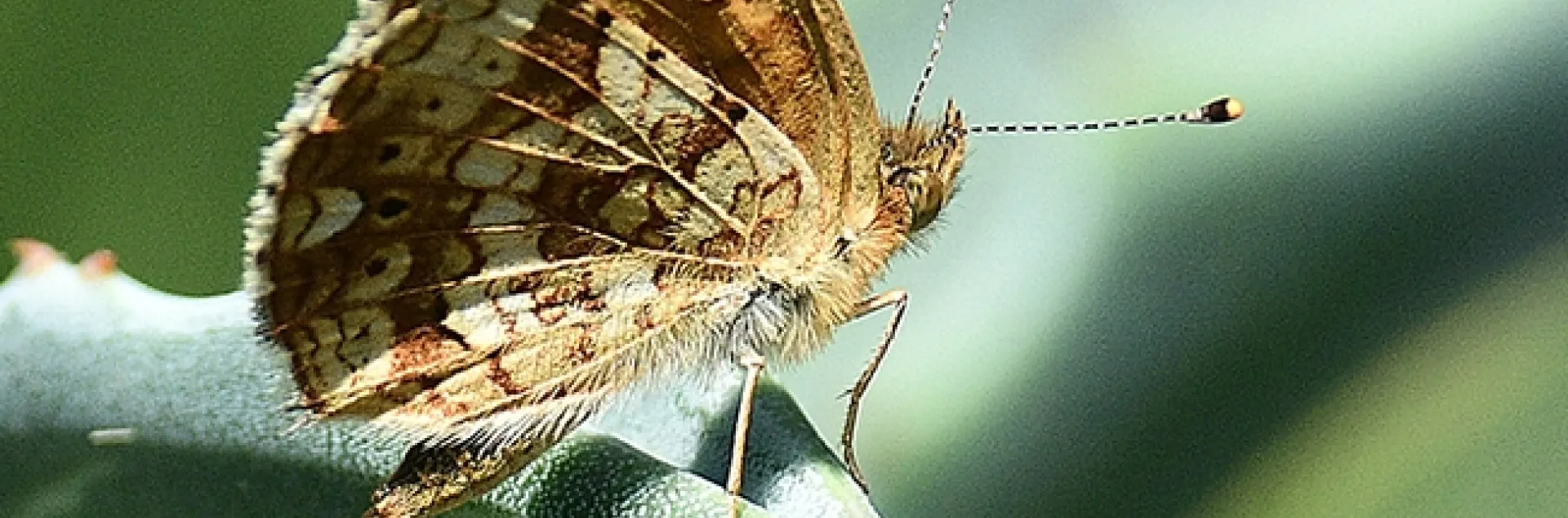 Phyciodes mylitta perches on a cactus. (Photo by Kathy Keatley Garvey)