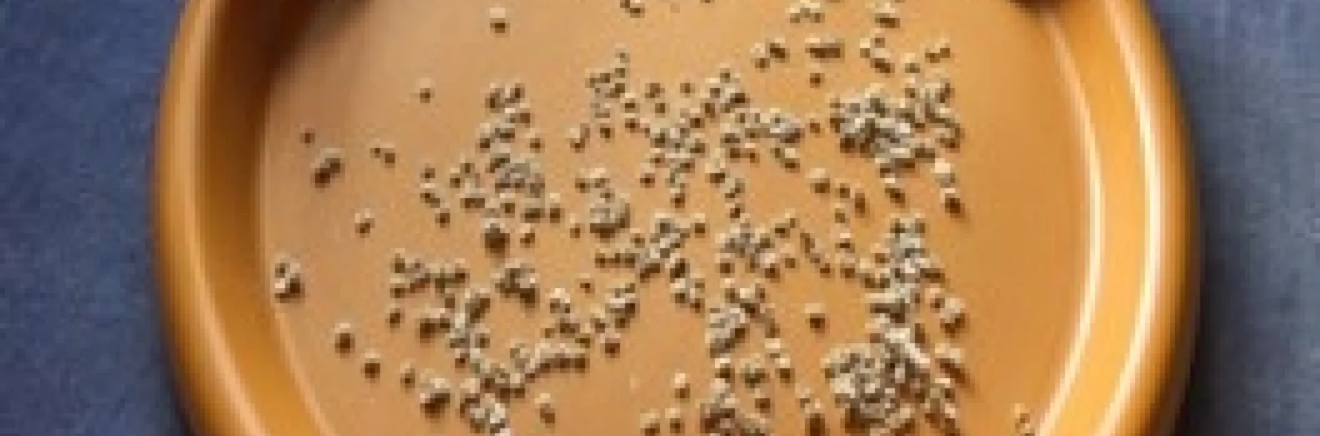 Orange plate labeled "beefsteak tomato seeds" with small seeds drying.