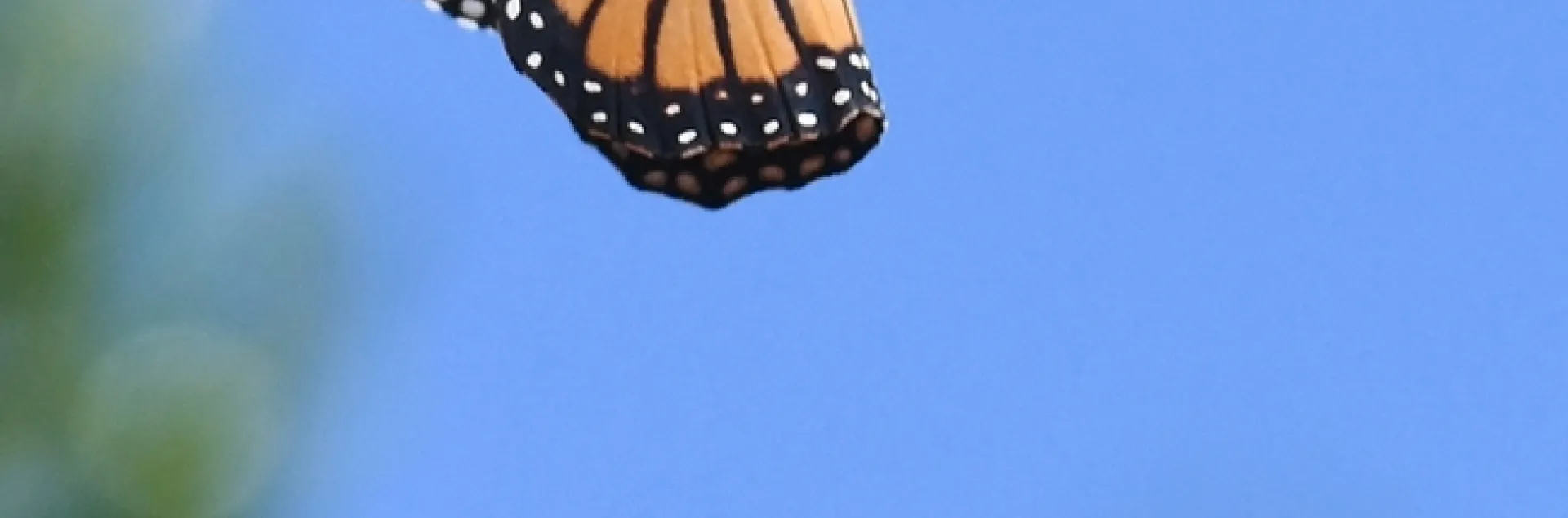 A monarch leaving a Mexican sunflower, Tithonia rotundifola. This image was taken in a pollinator garden in Vacaville. (Photo by Kathy Keatley Garvey)
