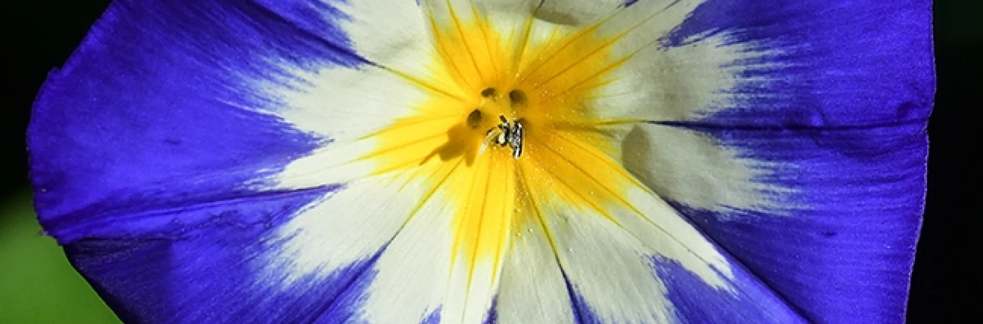 The dwarf morning glory, Convolvulus tricolor, putting on a show. (Photo by Kathy Keatley Garvey)