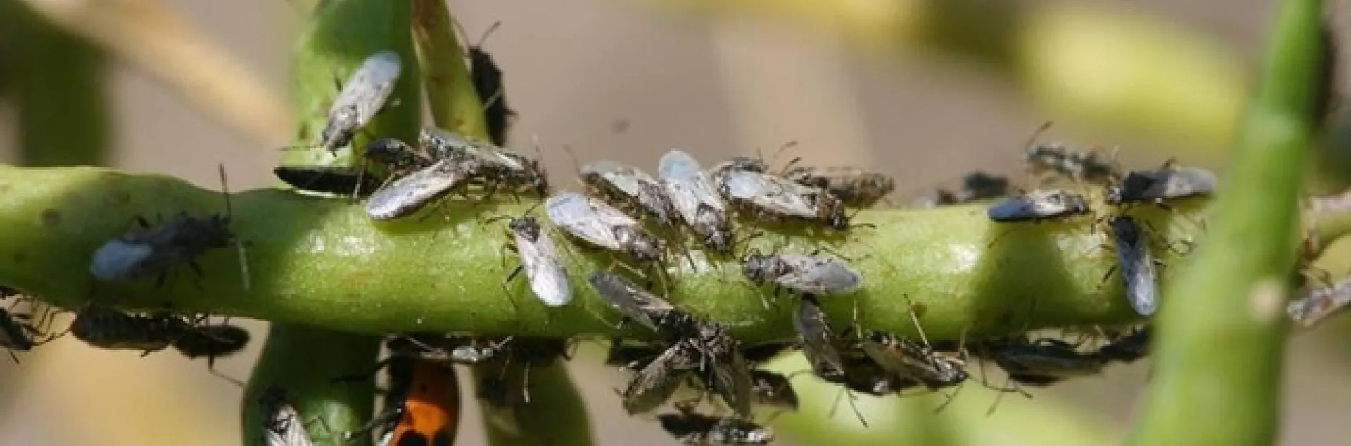 Numerous slender, blackish gray insects congregating on a seed pod.